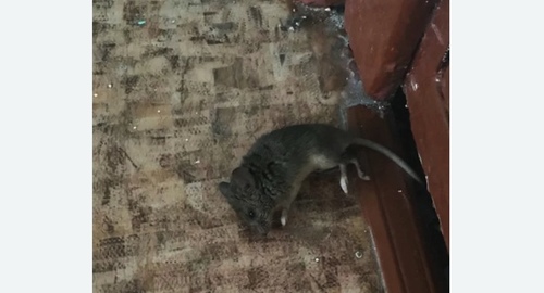 Дезинфекция от мышей в Нижнем Тагиле